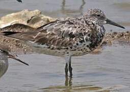 Great Knot