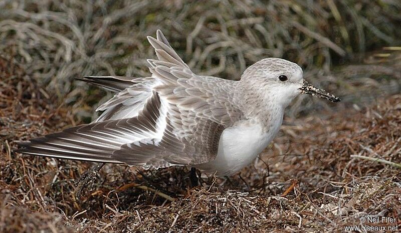 Bécasseau sanderling