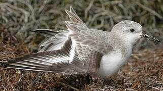 Bécasseau sanderling