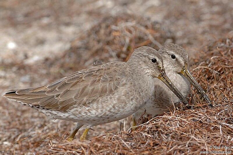 Short-billed Dowitcher