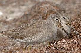 Short-billed Dowitcher