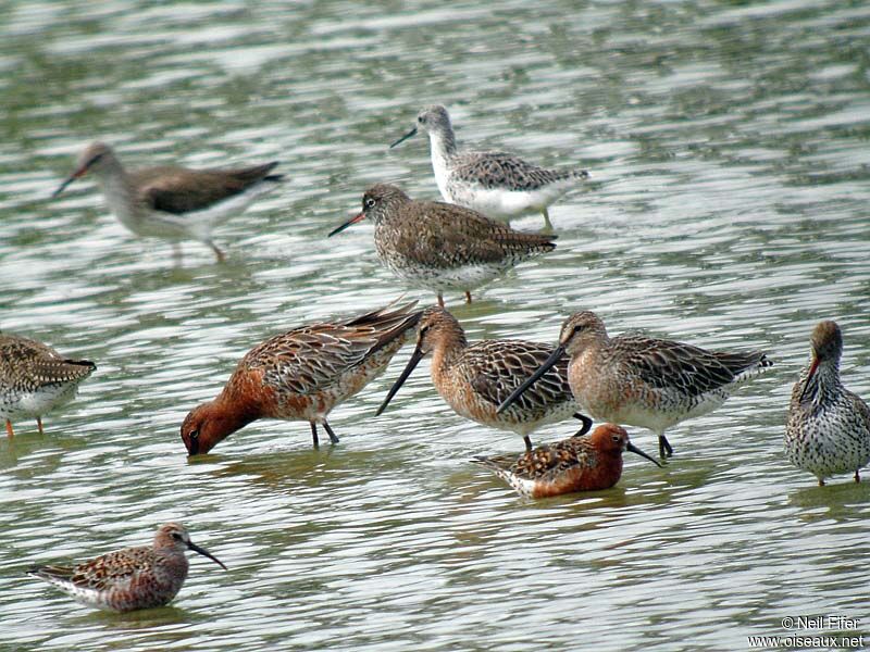 Asian Dowitcher