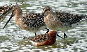 Asian Dowitcher