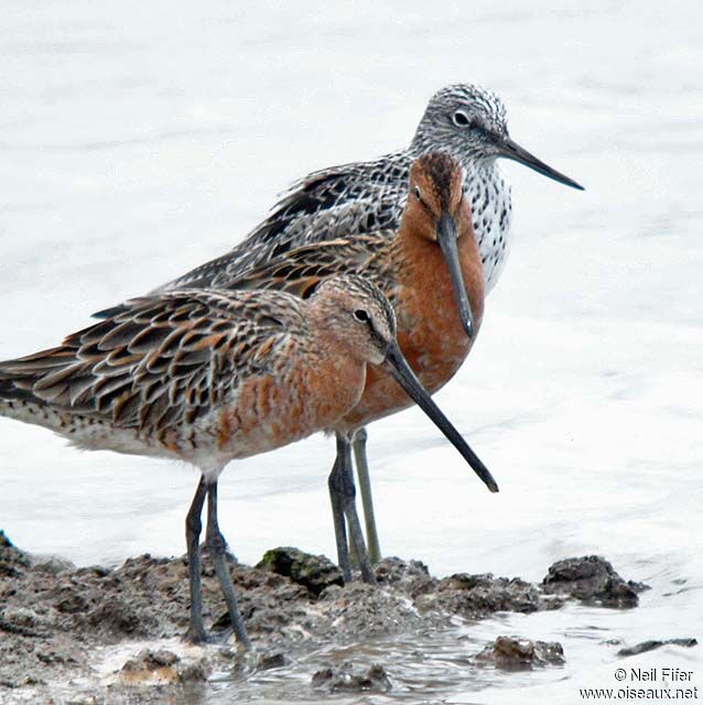 Asian Dowitcher