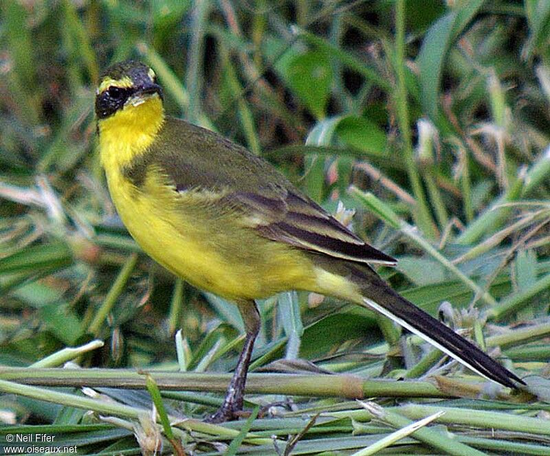 Western Yellow Wagtail