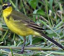 Western Yellow Wagtail