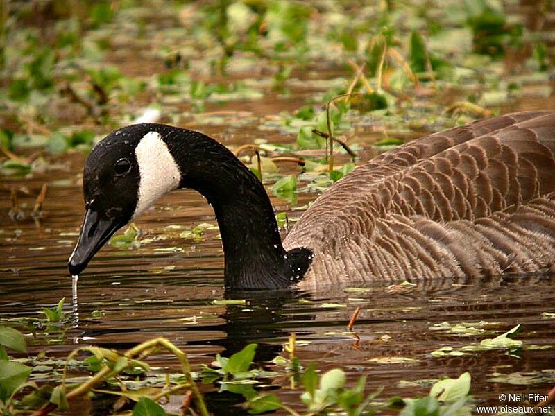 Canada Goose