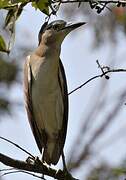 Nankeen Night Heron