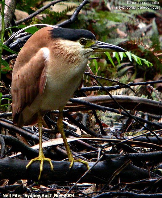 Nankeen Night Heron