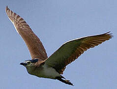 Nankeen Night Heron