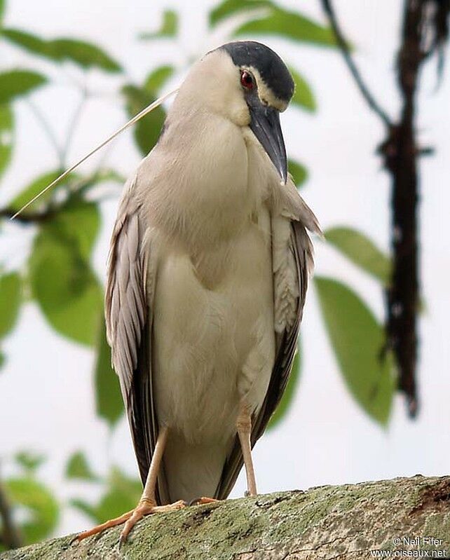 Black-crowned Night Heron