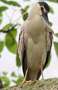 Black-crowned Night Heron