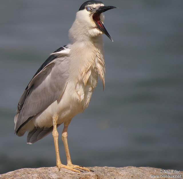 Black-crowned Night Heron