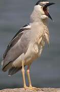 Black-crowned Night Heron