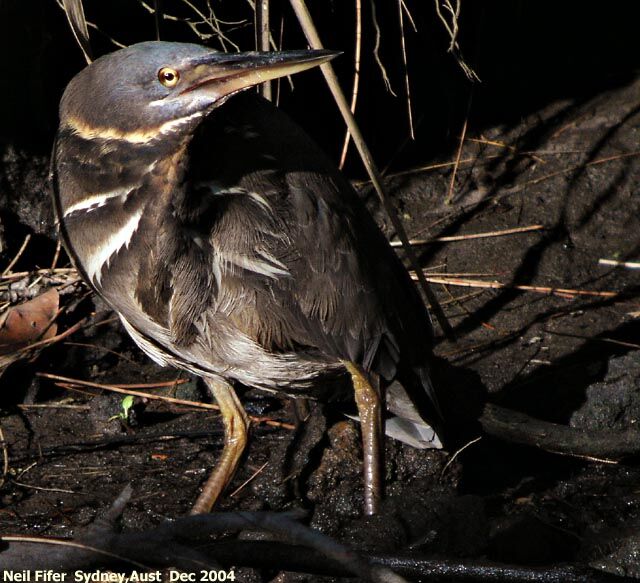 Black Bittern