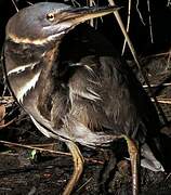 Black Bittern