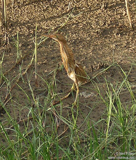 Yellow Bittern