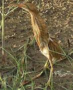 Yellow Bittern