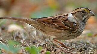 White-throated Sparrow