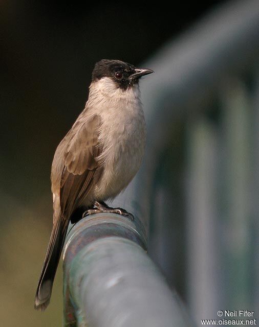 Bulbul cul-d'or