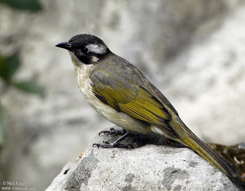 Light-vented Bulbul