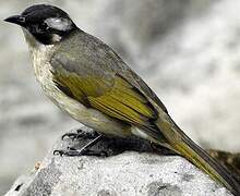 Light-vented Bulbul