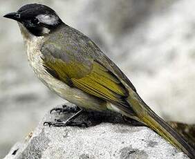 Bulbul de Chine