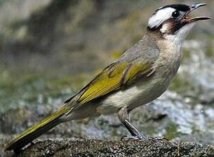 Bulbul de Chine