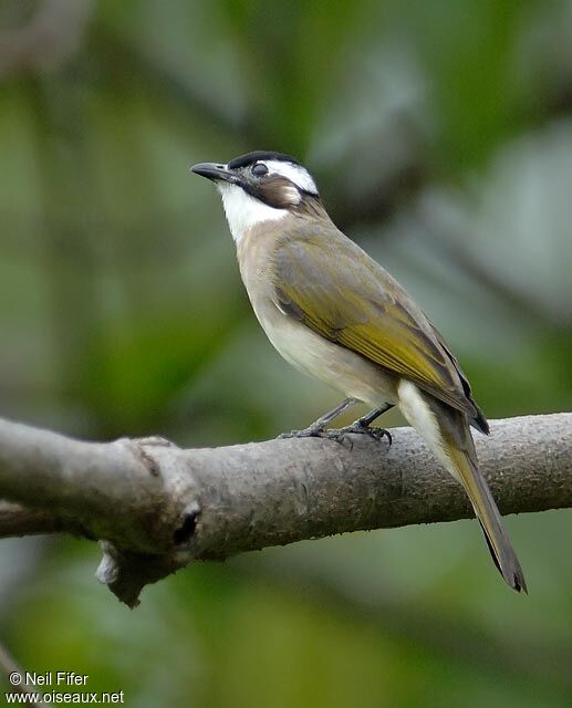 Light-vented Bulbul