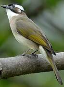 Light-vented Bulbul