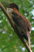 Chestnut Bulbul