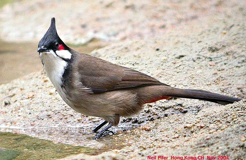 Red-whiskered Bulbul