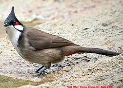 Red-whiskered Bulbul