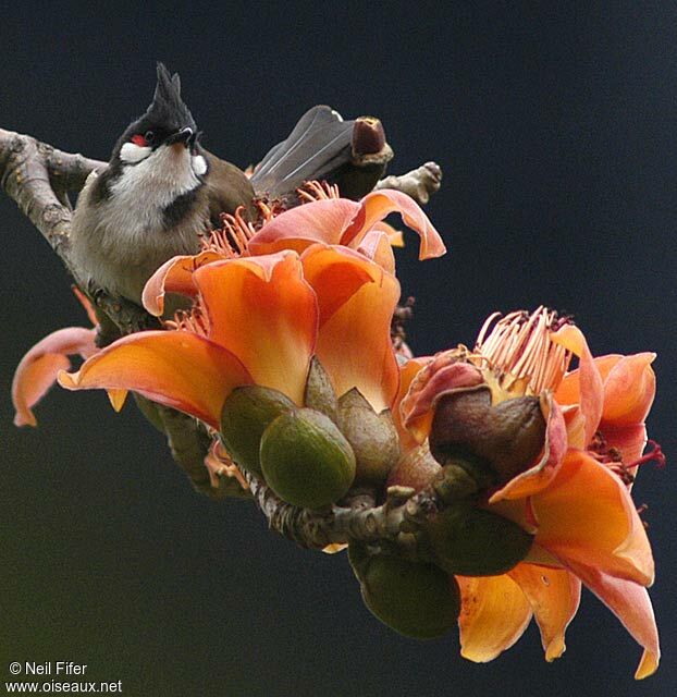 Red-whiskered Bulbul