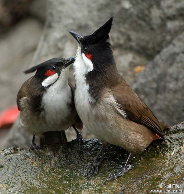 Red-whiskered Bulbul