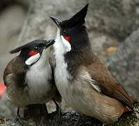 Bulbul orphée