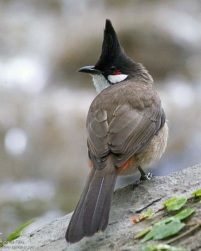 Red-whiskered Bulbul