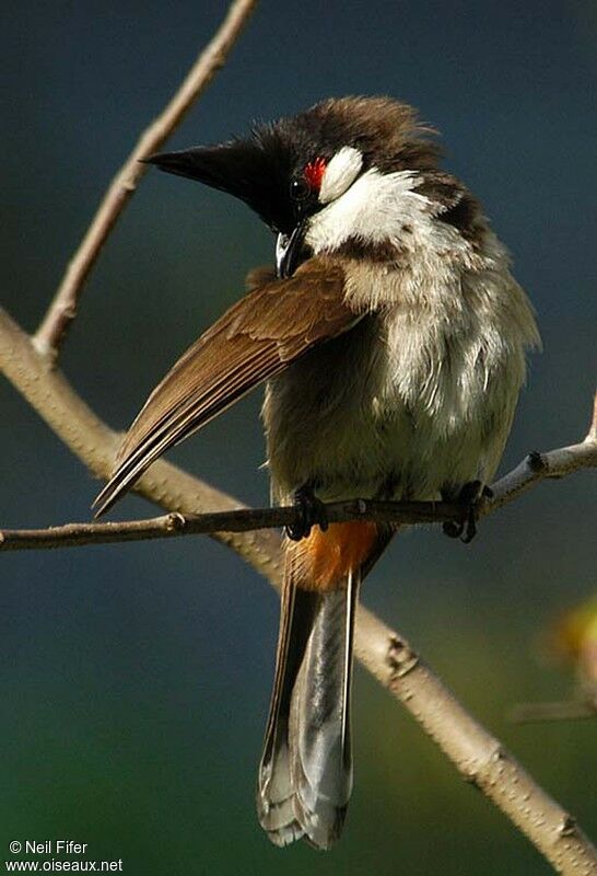 Red-whiskered Bulbul