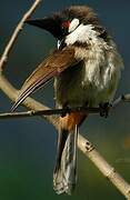 Red-whiskered Bulbul