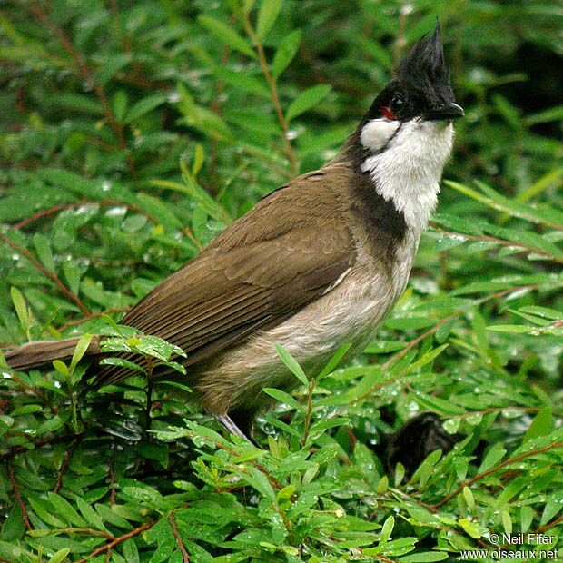 Red-whiskered Bulbul