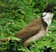 Bulbul orphée