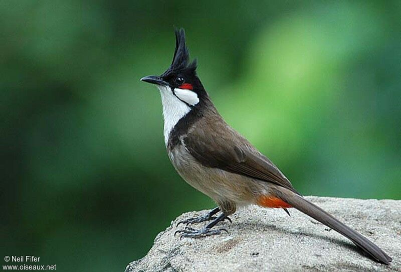 Red-whiskered Bulbul