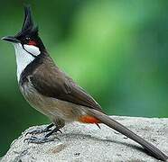 Red-whiskered Bulbul