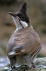 Bulbul orphée