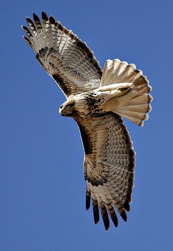 Red-tailed Hawk