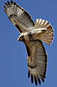 Red-tailed Hawk