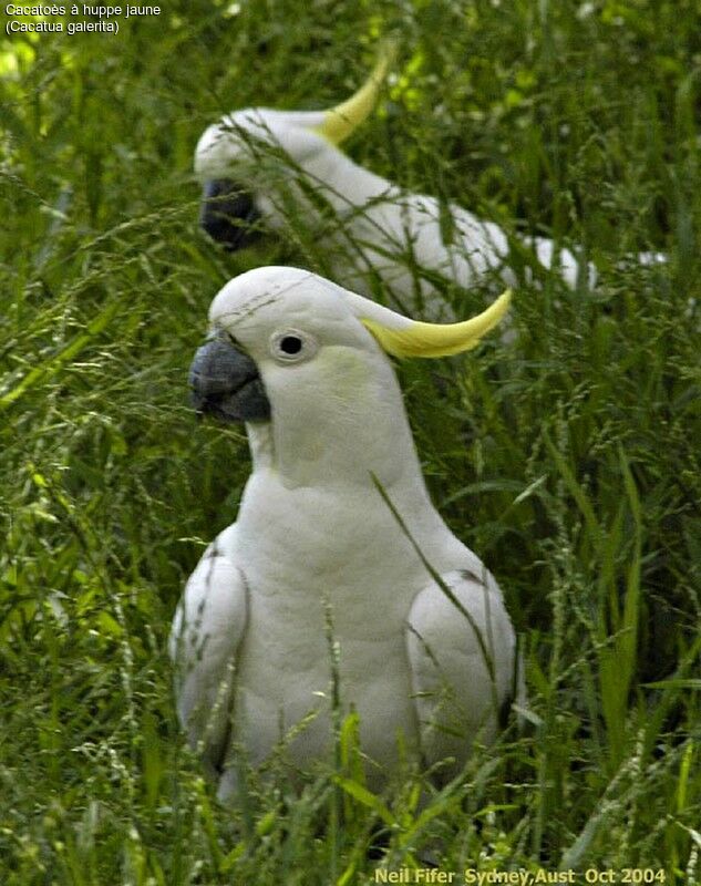 Sulphur-crested Cockatoo