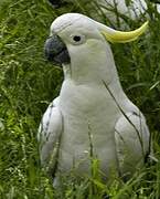 Sulphur-crested Cockatoo