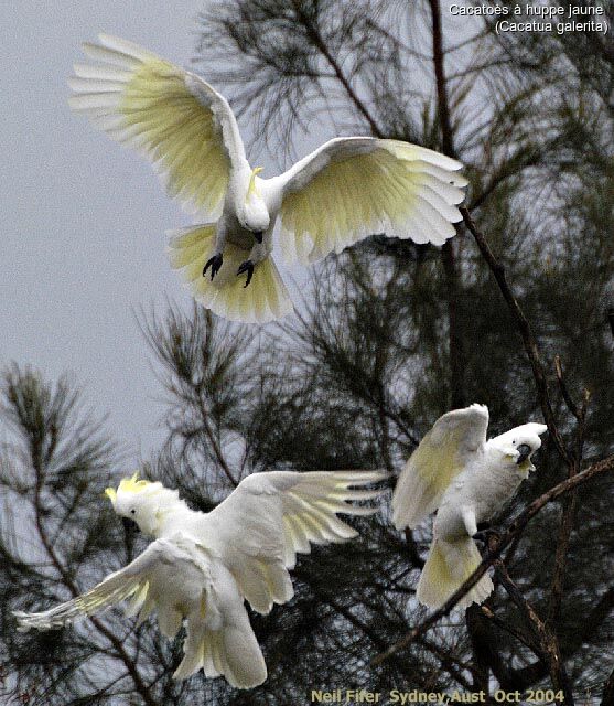 Sulphur-crested Cockatoo