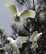 Sulphur-crested Cockatoo